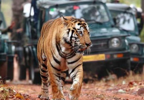 ranthambore